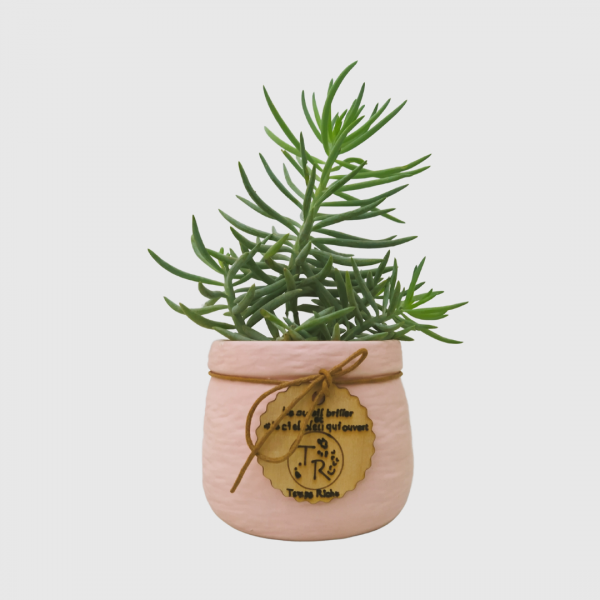 Crassula Tetragona -Miniature Pine Plant