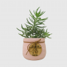 Crassula Tetragona -Miniature Pine Plant