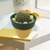 Pincushion Cactus