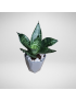 Sansevieria Green Snake plant