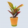 Croton Petra