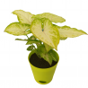 Syngonium Green