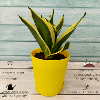 Snake Plant - Golden Hahnii