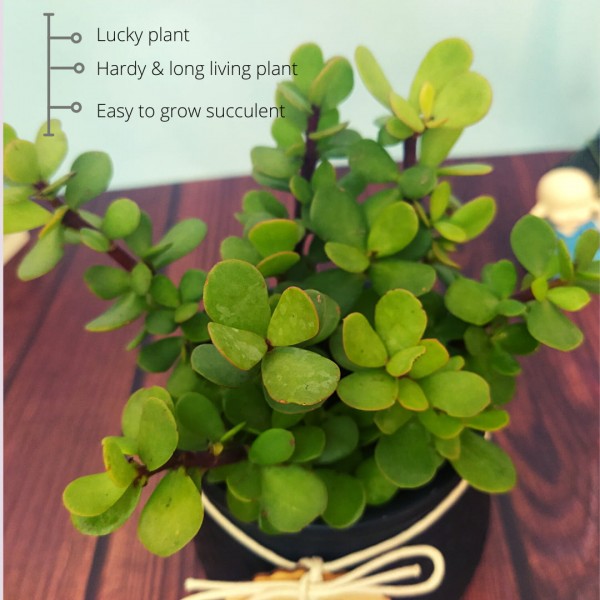 Send 5 Starred Lucky Plant Souvenir Online Price 895  Unreal Gift