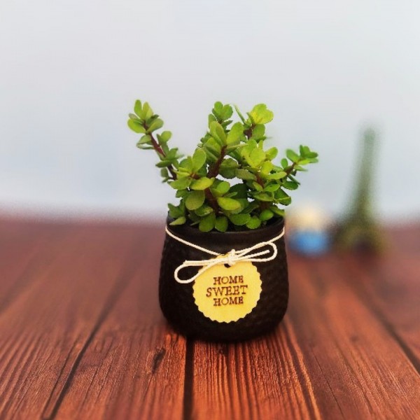 Send Christmas Send Good Luck Air Purifying Money Plant Online in India |  Phoolwala