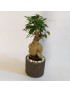 Grafted Ficus Bonsai