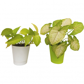 Combo of Syngonium Green & Golden Money Plant in self watering Pot