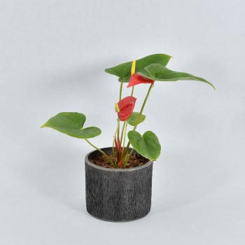 Anthurium Red in Eco friendly WPC Pot