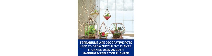 Best Terrarium Succulent Garden Online – Urbanichorti